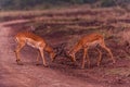 Impala African Antelope Rooibok Wildlife Animals Mammals In Nairobi National Park Kenya East Africa Landscapes Fields Meadows