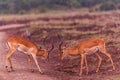 Impala African Antelope Rooibok Wildlife Animals Mammals In Nairobi National Park Kenya East Africa Landscapes Fields Meadows