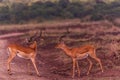 Impala African Antelope Rooibok Wildlife Animals Mammals In Nairobi National Park Kenya East Africa Landscapes Fields Meadows