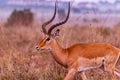 Impala African Antelope Savannah Grassland Wildlife Animal Mammals In The Nairobi National Park Kenya East Africa Landscapes Royalty Free Stock Photo