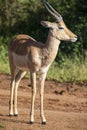 An impala is an African antelope from the African savannah of South Africa Royalty Free Stock Photo