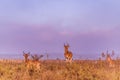 Impala African Antelope Wildlife Animal Grazing Savanna in The Kenyan Landscapes Nairobi National Park Kenya East African