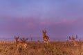 Impala African Antelope Wildlife Animal Grazing Savanna in The Kenyan Landscapes Nairobi National Park Kenya East African