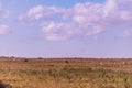 Impala African Antelope Wildlife Animal Grazing Savanna in The Kenyan Landscapes Nairobi National Park Kenya East African