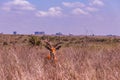 Impala African Antelope Wildlife Animal In Nairobi National Park Kenya East African