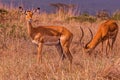 Impala African Antelope Wildlife Animals Mammals Savannah Grassland In Nairobi National Park Kenya East Africa Nature