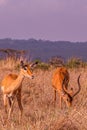 Impala African Antelope Wildlife Animals Mammals Savannah Grassland In Nairobi National Park Kenya East Africa Nature