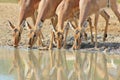 Impala - African Wildlife - Lined up Beauties