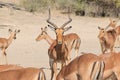 Impala - African Wildlife - Protecting his herd, Ram of Repute