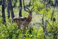 The impala Royalty Free Stock Photo