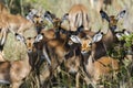 The impala Royalty Free Stock Photo