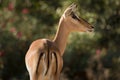 Impala antelope Royalty Free Stock Photo