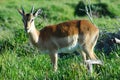 Impala antelope Royalty Free Stock Photo