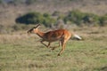 Impala antelope Royalty Free Stock Photo