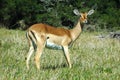 Impala antelope Royalty Free Stock Photo