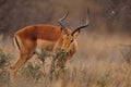 Impala Antelope (Aepyceros melampus) Royalty Free Stock Photo