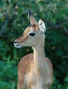 Impala antelope in Africa Royalty Free Stock Photo