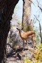 Impala antelope africa safari wildlife and wilderness Royalty Free Stock Photo