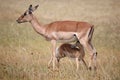 Impala Antelope Baby and Mom