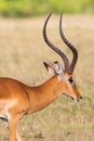 Impala antelope buck Royalty Free Stock Photo