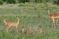 Impala antelope calves - Aepyceros melampus - lying in long green grass while the adult impala are grazing around them. Location