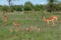 Impala antelope calves - Aepyceros melampus - lying in long green grass while the adult impala are grazing around them. Location