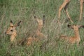 Impala antelope calves - Aepyceros melampus - lying in long green grass while the adult impala are grazing around them.  Location Royalty Free Stock Photo