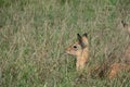 Impala antelope calf - Aepyceros melampus - lying in long green grass while the adult impala are grazing around them. Location: