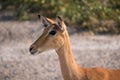 Impala Antelope Close Up Portrait Royalty Free Stock Photo