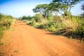 Impala antelope crossing an african dirt, red road through savanna Royalty Free Stock Photo