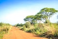 Impala antelope crossing an african dirt, red road through savanna Royalty Free Stock Photo