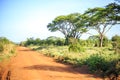 Impala antelope crossing an african dirt, red road through savanna Royalty Free Stock Photo