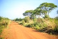 Impala antelope crossing an african dirt, red road through savanna Royalty Free Stock Photo