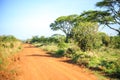 Impala antelope crossing an african dirt, red road through savanna Royalty Free Stock Photo