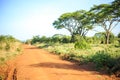 Impala antelope crossing an african dirt, red road through savanna Royalty Free Stock Photo