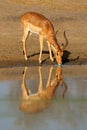 Impala antelope drinking - Kruger National Park Royalty Free Stock Photo