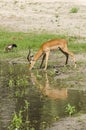 Impala antelope drinking water Royalty Free Stock Photo