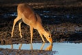 Impala antelope drinking water - Kruger National Park Royalty Free Stock Photo