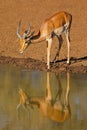 Male impala antelope drinking at a waterhole, Mokala National Park, South Africa Royalty Free Stock Photo