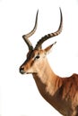 Impala Antelope - Isolated