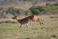 Impala antelope jumping Royalty Free Stock Photo