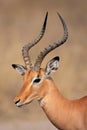 Impala antelope, Kruger park, South Africa