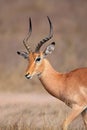 Impala antelope, Kruger Park, South Africa Royalty Free Stock Photo