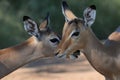 Impala antelope lambs showing affection