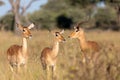 Impala antelope Namibia, africa safari wildlife Royalty Free Stock Photo