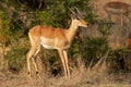 A young impala antelopes in natural habitat, Kruger National Park, South Africa