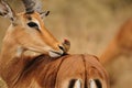 Impala Antelope And Oxpecker