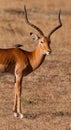 Impala Antelope with an Oxpecker