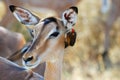 Impala Antelope and Oxpecker