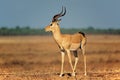 Impala antelope with oxpecker bird